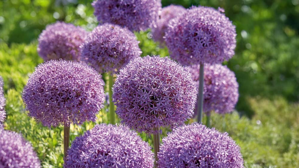 Grands alliums