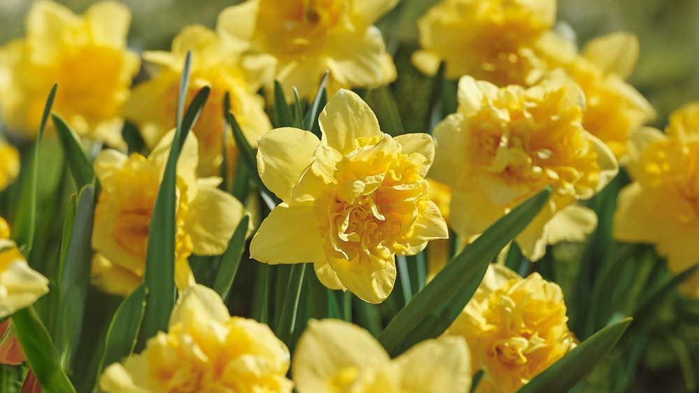 Grandes jonquilles