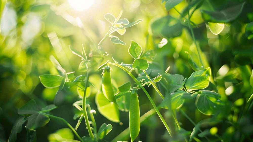 Graines de pois mangetout