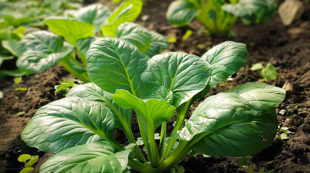 Graines de Tatsoi