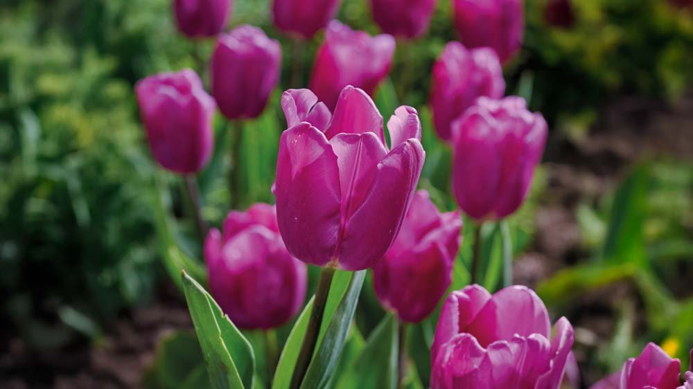 Tulipes précoces
