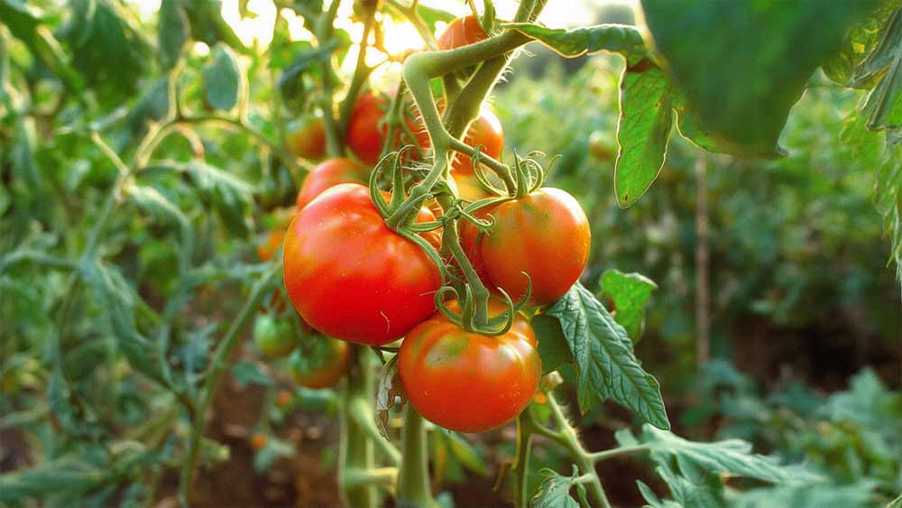 Graines de tomates
