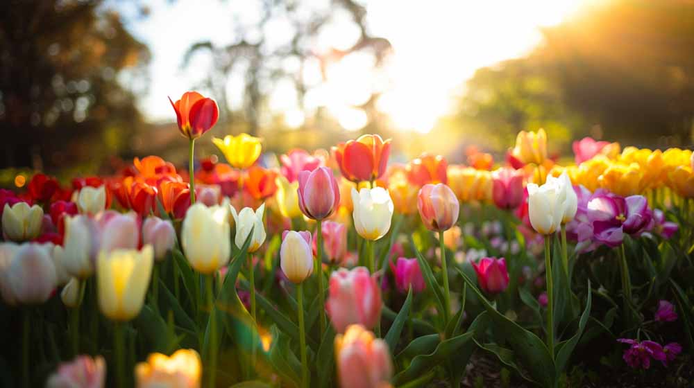 Tulipes