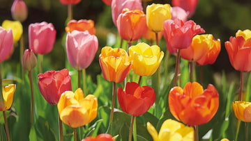 Offres sur les tulipes