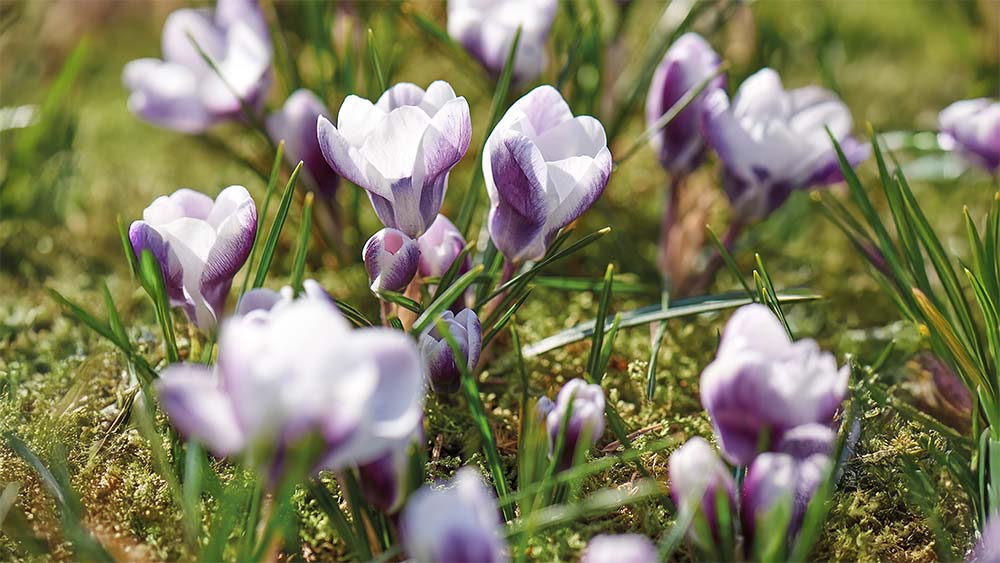 Crocus de printemps