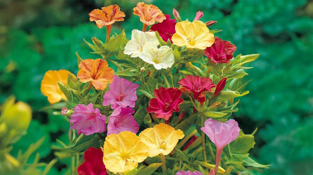 Fleurs merveilleuses