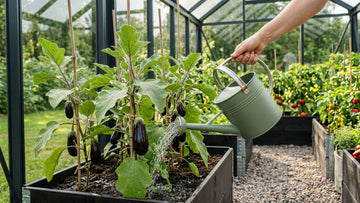 Arrosage aubergine - Blomea.fr