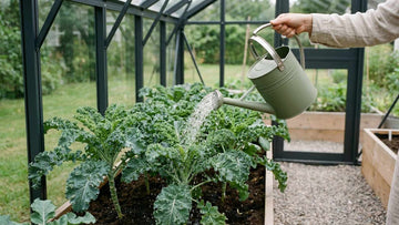 Arrosage chou kale - Blomea.fr