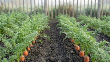 Espacement carottes - Blomea.fr