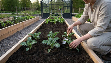 Fertilisation chou kale - Blomea.fr