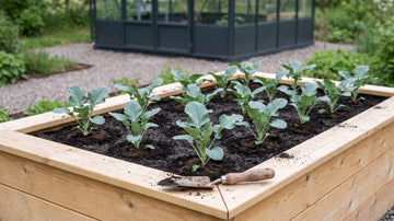 Fertilisation des brocolis - Blomea.fr