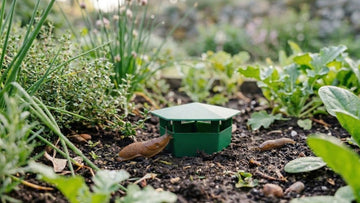 Lutter contre les limaces - Blomea.fr