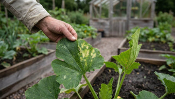Maladies de la courgette - Blomea.fr