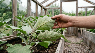 Maladies de l'aubergine - Blomea.fr