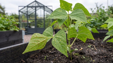Maladies des haricots - Blomea.fr