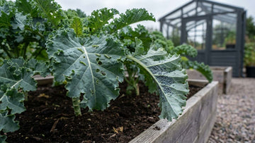 Maladies du chou kale - Blomea.fr