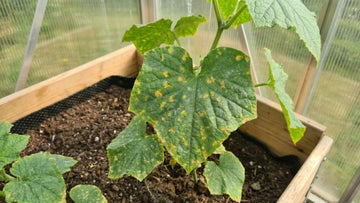 Maladies du concombre - Blomea.fr