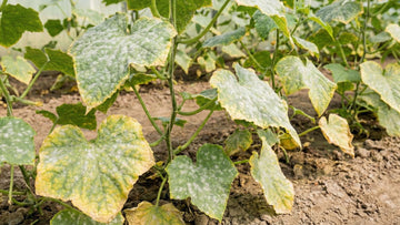 Oïdium concombre - Blomea.fr