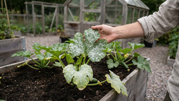 Oïdium courgette - Blomea.fr