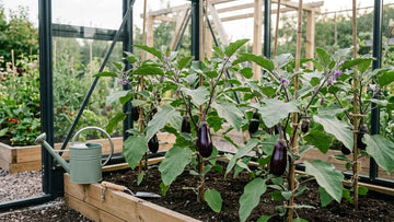 Planter des aubergines - Blomea.fr