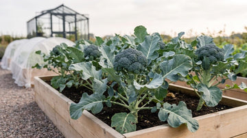 Planter des brocolis - Blomea.fr