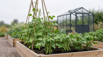 Planter des haricots - Blomea.fr
