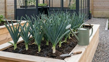 Planter des poireaux - Blomea.fr