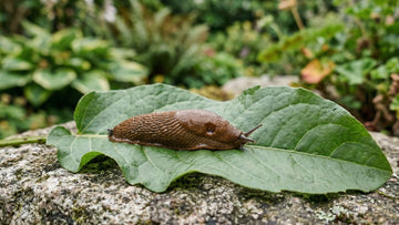 Plantes que les limaces n'aiment pas - Blomea.fr