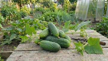 Pourquoi mes concombres sont-ils amers - Blomea.fr