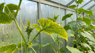 Pucerons concombre - Blomea.fr