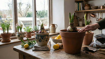 Que semer en décembre - Blomea.fr