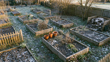 Que semer en février - Blomea.fr