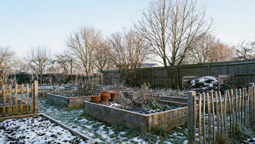 Que semer en janvier - Blomea.fr