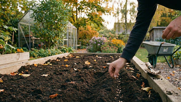 Que semer en septembre - Blomea.fr