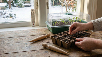 Quel semis en janvier en intérieur - Blomea.fr