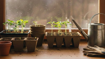 Quel semis en mars en intérieur - Blomea.fr