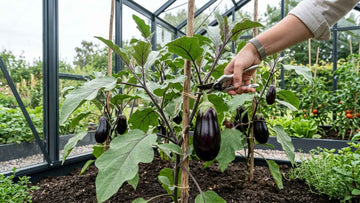 Récolte des aubergines - Blomea.fr