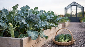 Récolte du brocoli - Blomea.fr