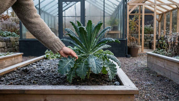 Récolte du chou kale - Blomea.fr