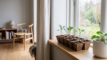 Semis brocoli - Blomea.fr