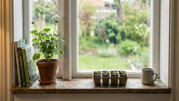 Semis concombre - Blomea.fr