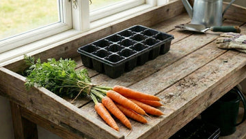 Semis de carottes - Blomea.fr