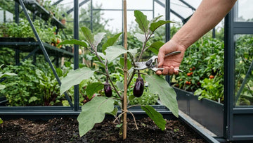 Tailler les aubergines - Blomea.fr