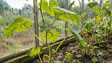 Tétranyque concombre - Blomea.fr