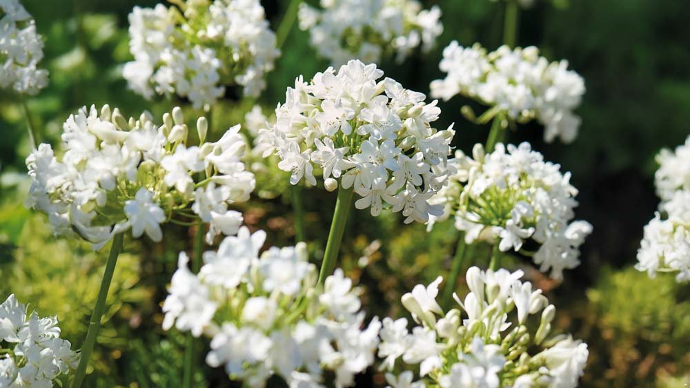 Agapanthes blanches - Blomea.fr