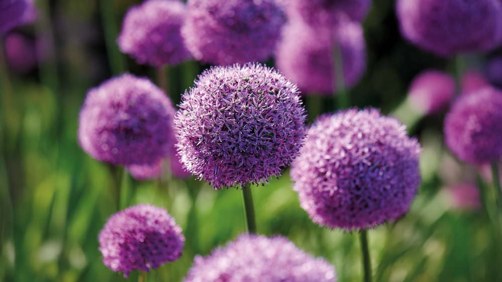 Allium Millenium - Blomea.fr