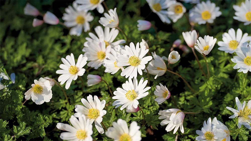 Anémone des bois - Blomea.fr