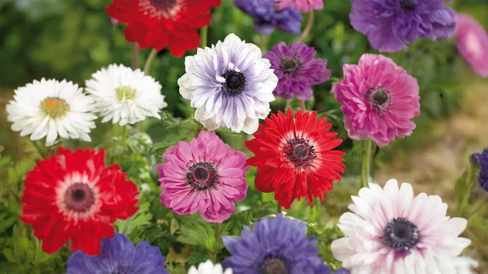 Anémones - Blomea.fr