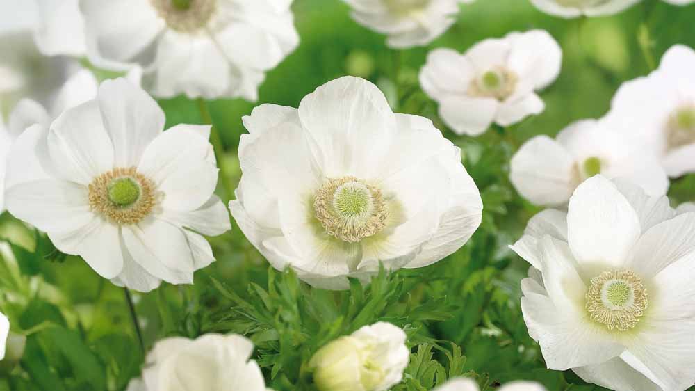 Anémones blanches - Blomea.fr