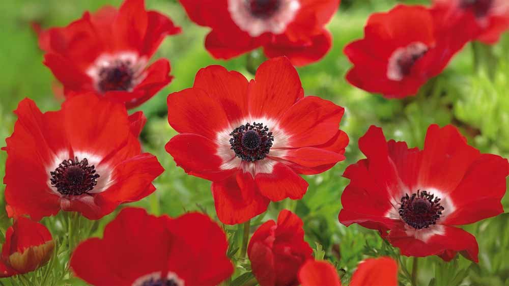 Anémones rouges - Blomea.fr